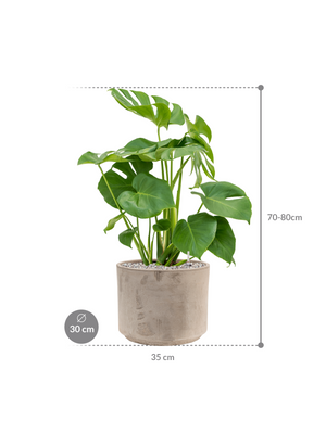 Monstera deliciosa — Terra Cotta Grijs