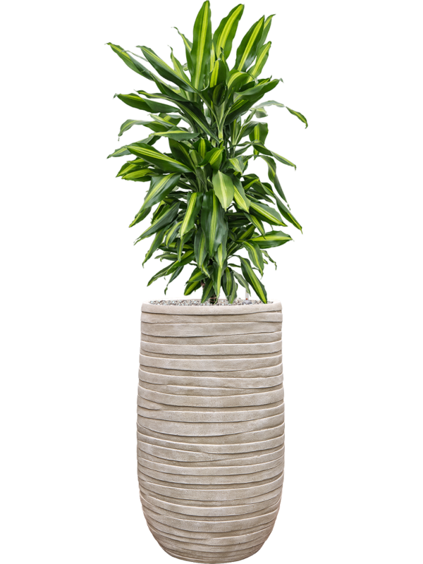 Dracaena fragrans 'Cintho' in Baq Tornado