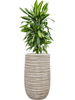 Dracaena fragrans 'Cintho' in Baq Tornado