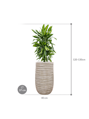 Dracaena fragrans 'Cintho' in Baq Tornado