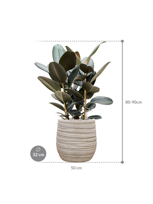 Ficus elastica Abidjan — Baq Tornado Darcy Beige