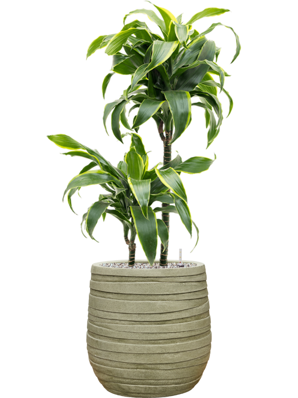 Dracaena fragrans 'Dorado' in Baq Tornado