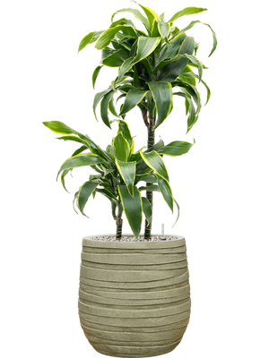 Dracaena fragrans 'Dorado' in Baq Tornado