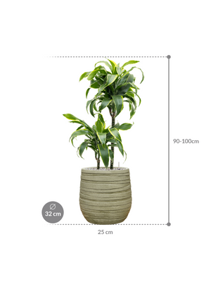 Dracaena fragrans 'Dorado' in Baq Tornado