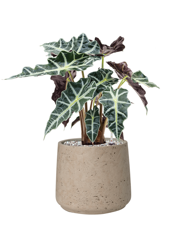 Alocasia Polly — Rough Patt Grey Washed