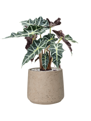 Alocasia Polly — Rough Patt Grey Washed