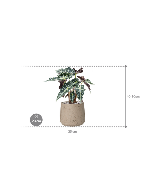Alocasia Polly — Rough Patt Grey Washed
