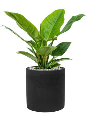 Philodendron 'Imperial Green' in Rough