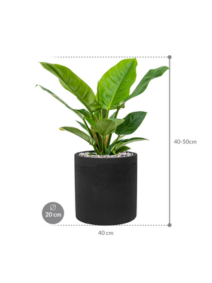 Philodendron 'Imperial Green' in Rough