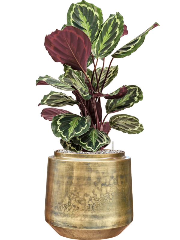 Calathea Medallion — Indigo Pot Vintage Gold