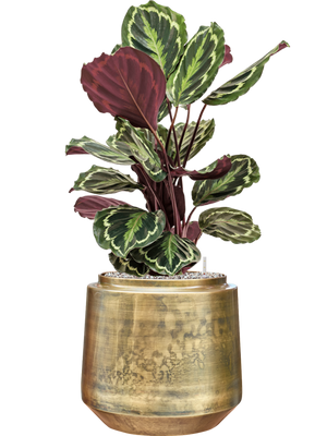 Calathea Medallion — Indigo Pot Vintage Gold