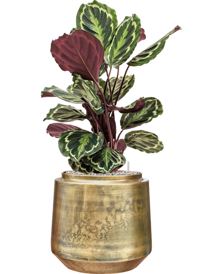 Calathea Medallion — Indigo Pot Vintage Gold