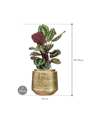 Calathea Medallion — Indigo Pot Vintage Gold