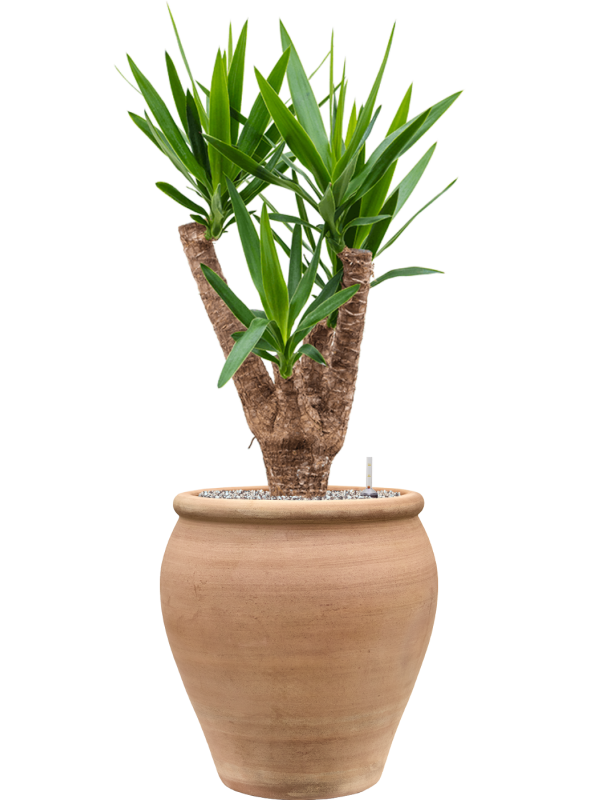 Yucca elephantipes in Terra Antica