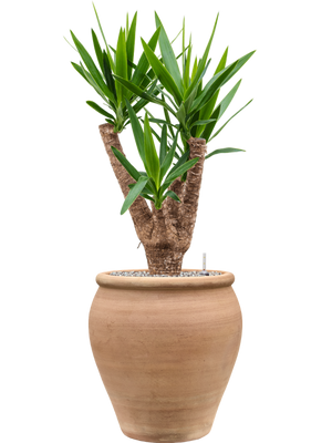 Yucca elephantipes in Terra Antica