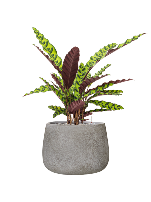 Calathea insignis in Antwerp
