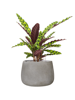 Calathea insignis in Antwerp