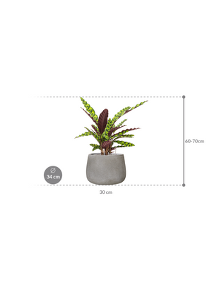 Calathea insignis in Antwerp