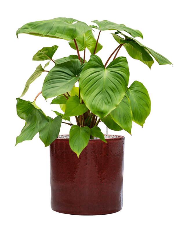 Homalomena rubescens 'Maggy' in Cylinder