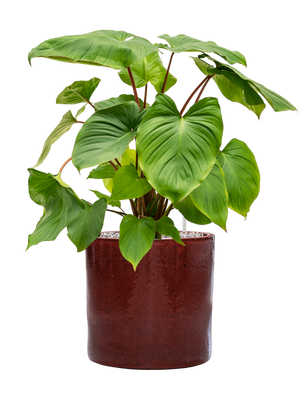 Homalomena rubescens 'Maggy' in Cylinder