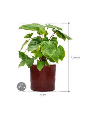 Homalomena rubescens 'Maggy' in Cylinder
