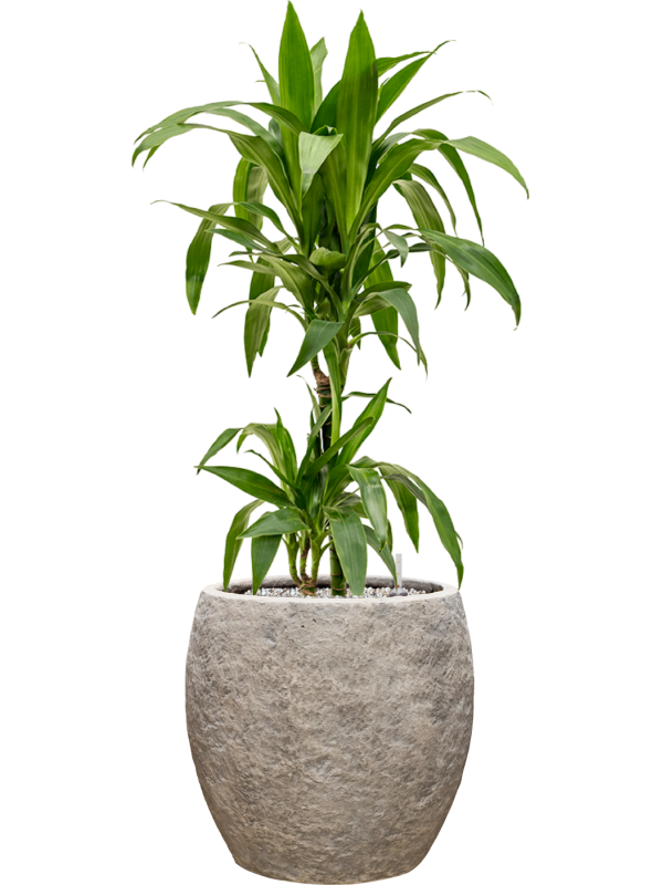 Dracaena fragrans 'Janet Craig' in Coast Mountains