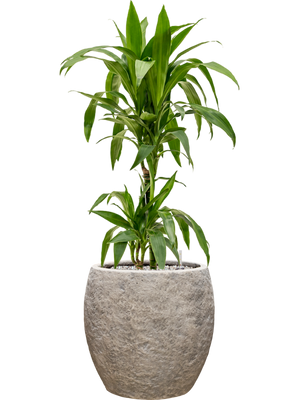 Dracaena fragrans 'Janet Craig' in Coast Mountains