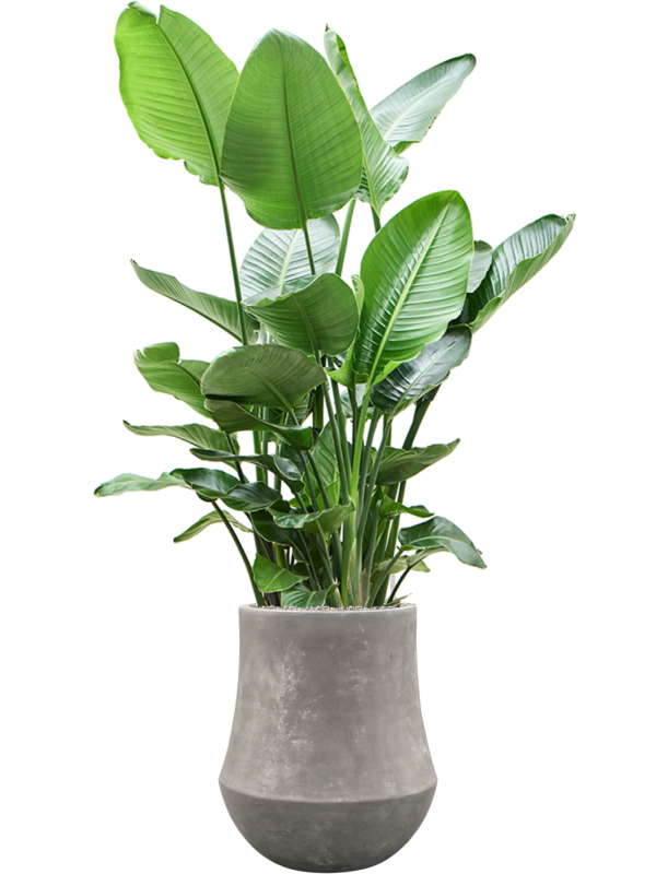 Strelitzia nicolai XXL — Baq Polystone Coated Raw Grey
