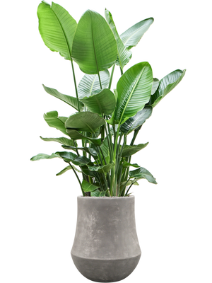 Strelitzia nicolai XXL — Baq Polystone Coated Raw Grey