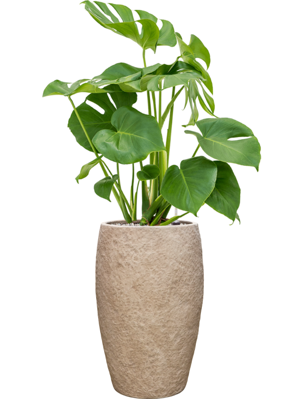Monstera deliciosa — Coast Mountains Khaki