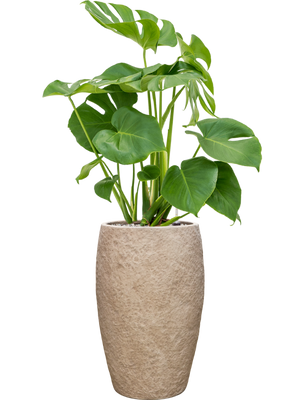 Monstera deliciosa — Coast Mountains Khaki