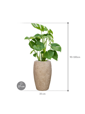 Monstera deliciosa — Coast Mountains Khaki