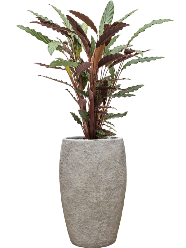 Calathea rufibarba 'Wavestar' in Coast Mountains