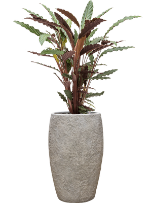 Calathea rufibarba 'Wavestar' in Coast Mountains