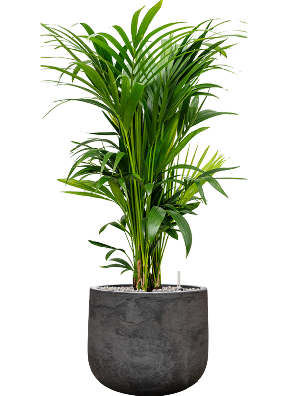 Kentia (Howea) forsteriana in Baq Algar