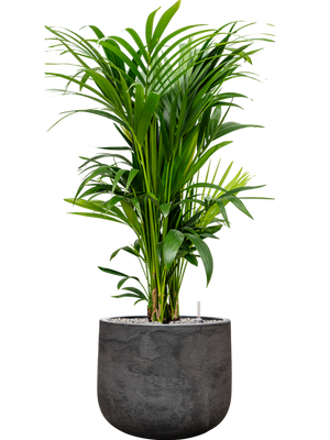 Kentia (Howea) forsteriana in Baq Algar