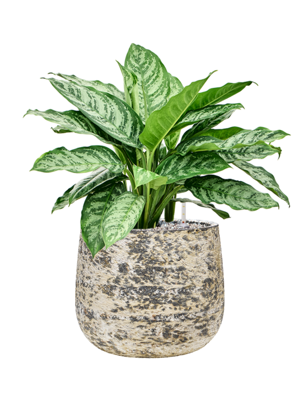 Aglaonema Chantal — Baq Atlas Darcy Brown