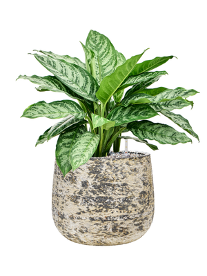 Aglaonema Chantal — Baq Atlas Darcy Brown