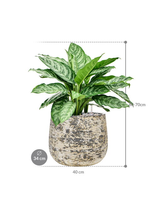 Aglaonema Chantal — Baq Atlas Darcy Brown