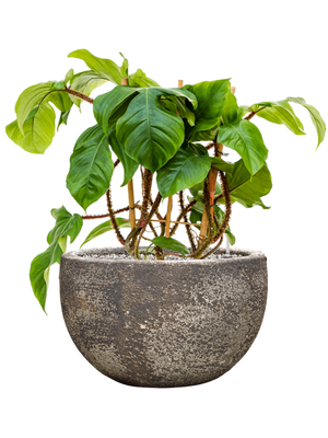 Philodendron squamiferum in Baq Sandora