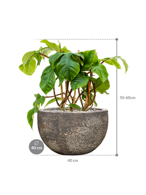 Philodendron squamiferum in Baq Sandora