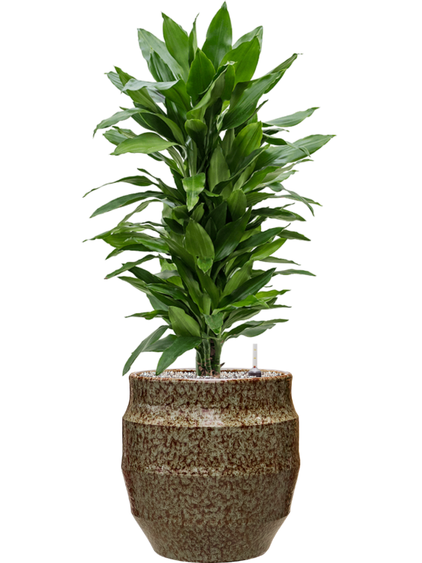 Dracaena fragrans 'Janet Lind' in Samba