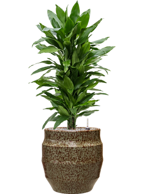 Dracaena fragrans 'Janet Lind' in Samba