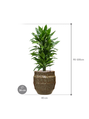 Dracaena fragrans 'Janet Lind' in Samba