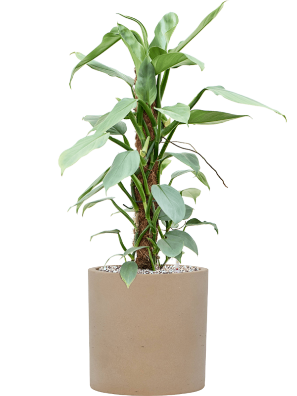 Philodendron 'Silver Queen' in Rough