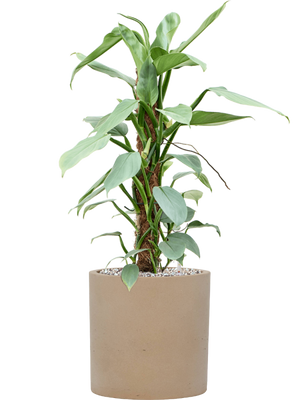 Philodendron 'Silver Queen' in Rough