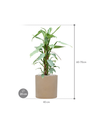 Philodendron 'Silver Queen' in Rough