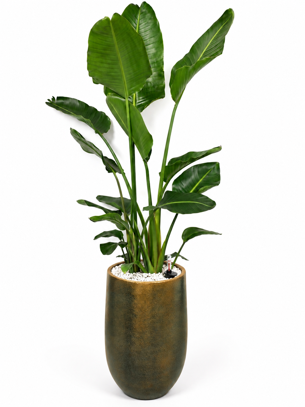 Strelitzia inclusief watermeter