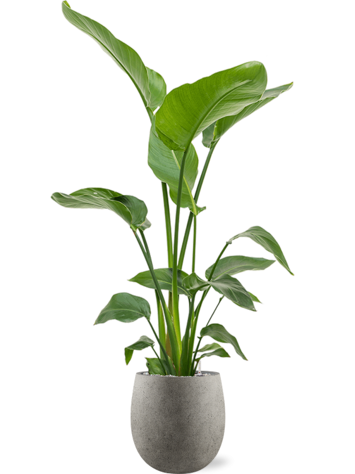 Strelitzia nicolai — Grigio Balloon Natural Concrete