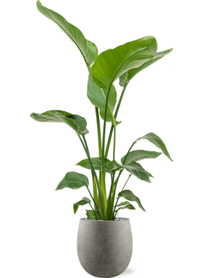 Strelitzia nicolai — Grigio Balloon Natural Concrete